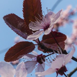 Fotograf Düren Kirschblüte