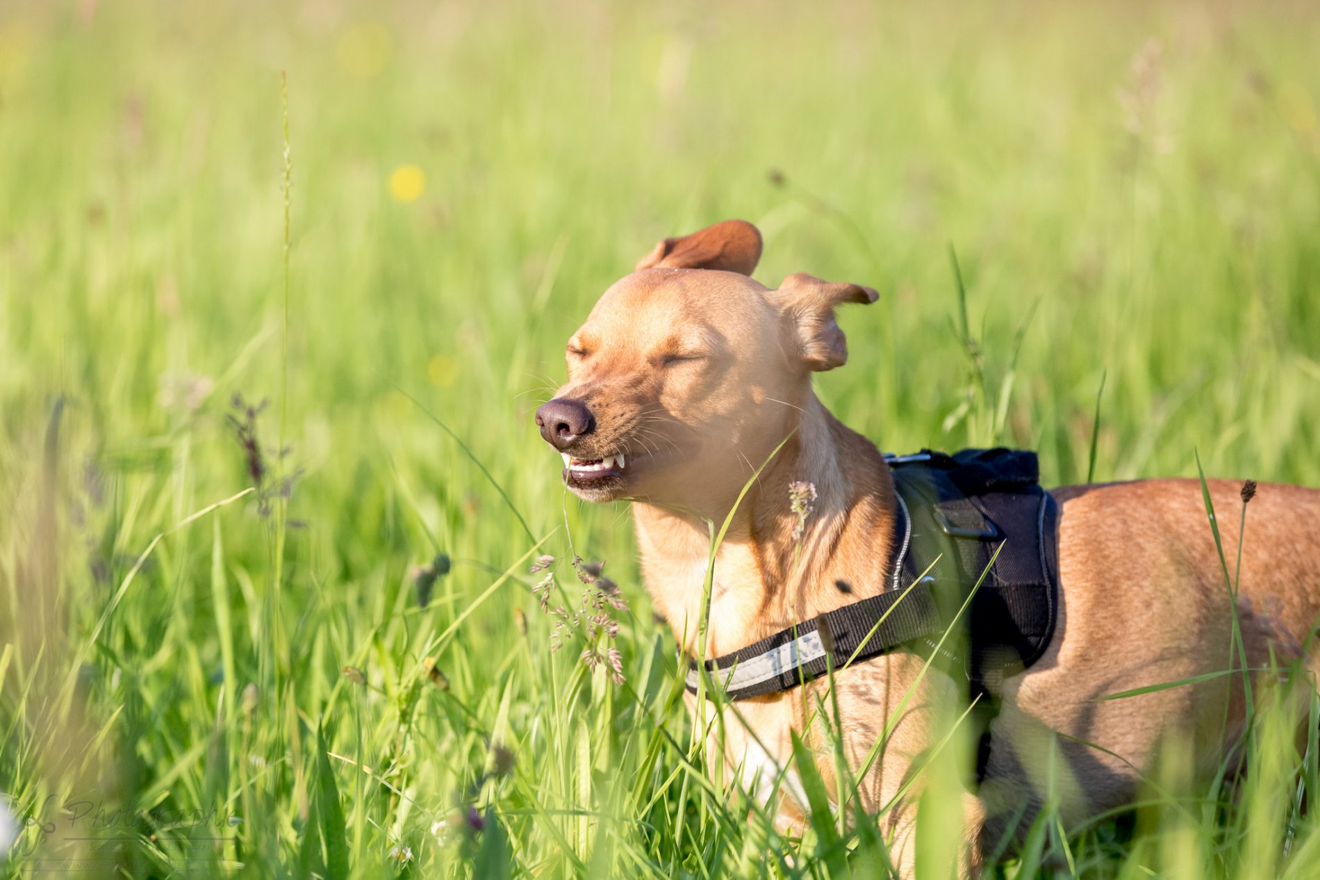 Fotograf-Düren-Hund-Portrait-Tiershooting