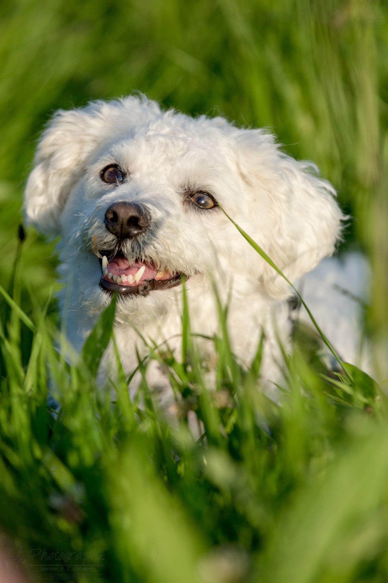 Fotograf-Düren-Hund-Portrait-Tiershooting