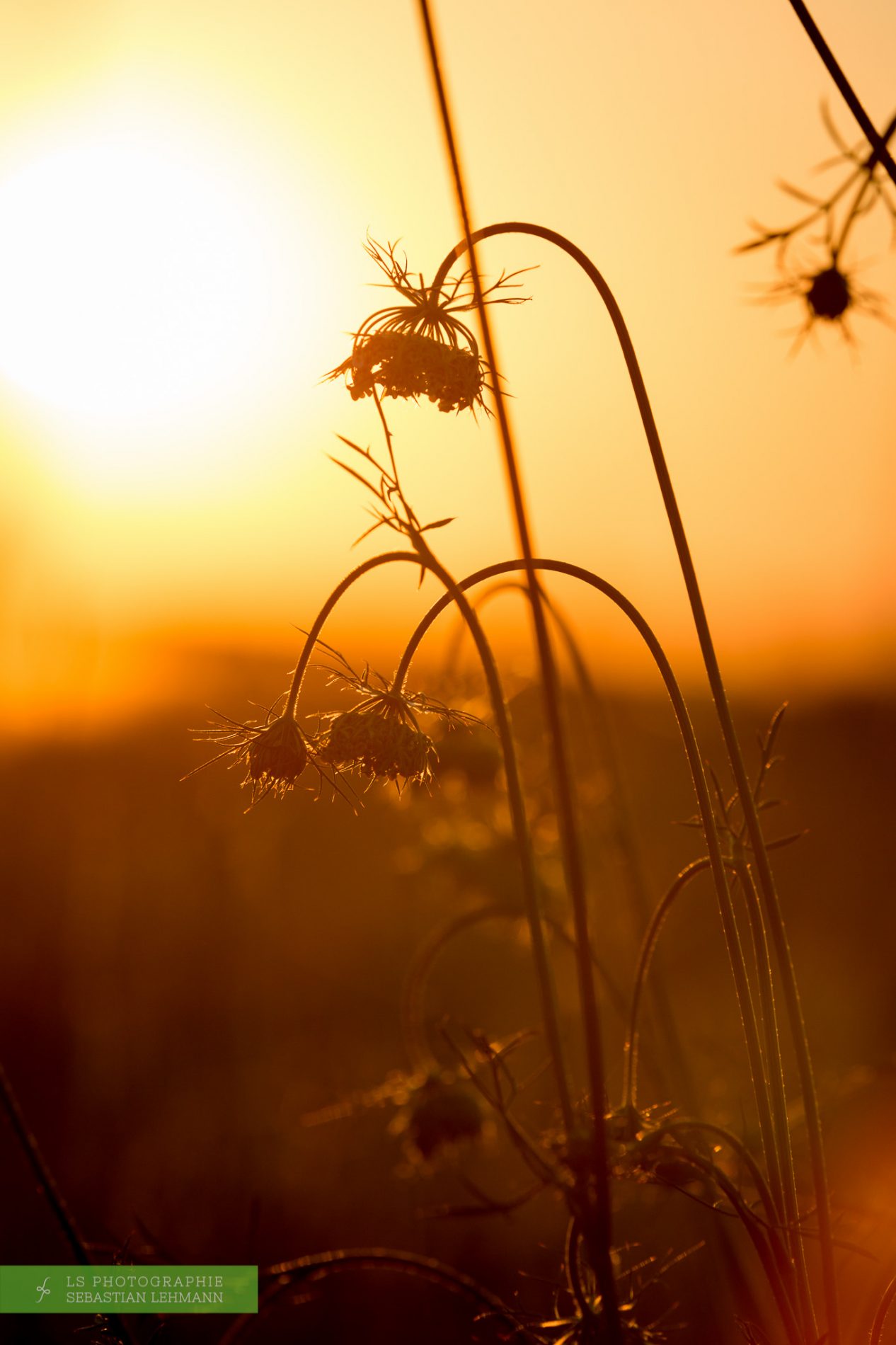 Fotograf Düren - Wilde Möhre im Gegenwlicht des Sonnenuntergangs