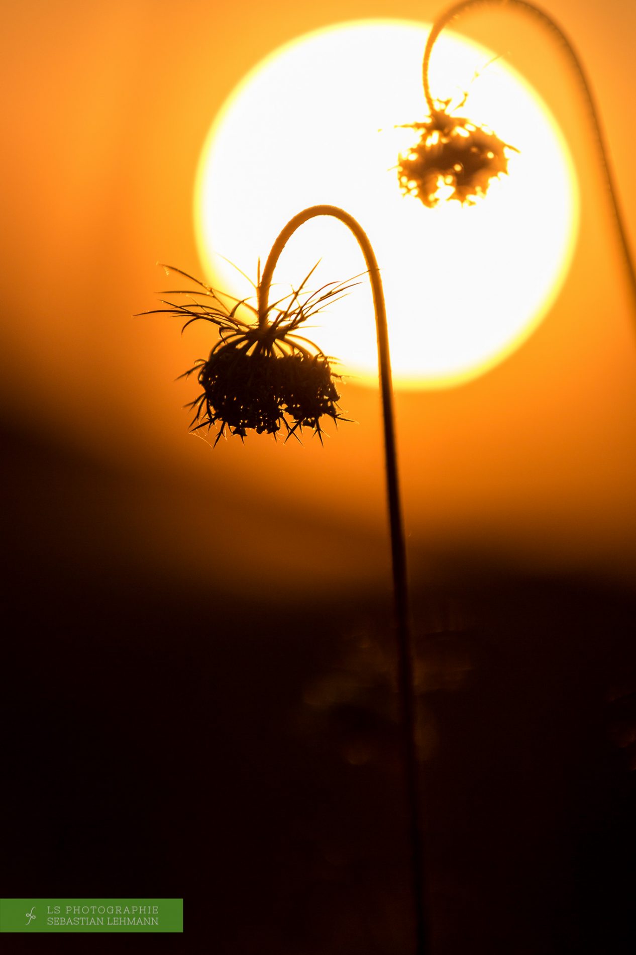 Fotograf Düren - Eine Wilde Möhre im Gegenwlicht des Sonnenuntergangs