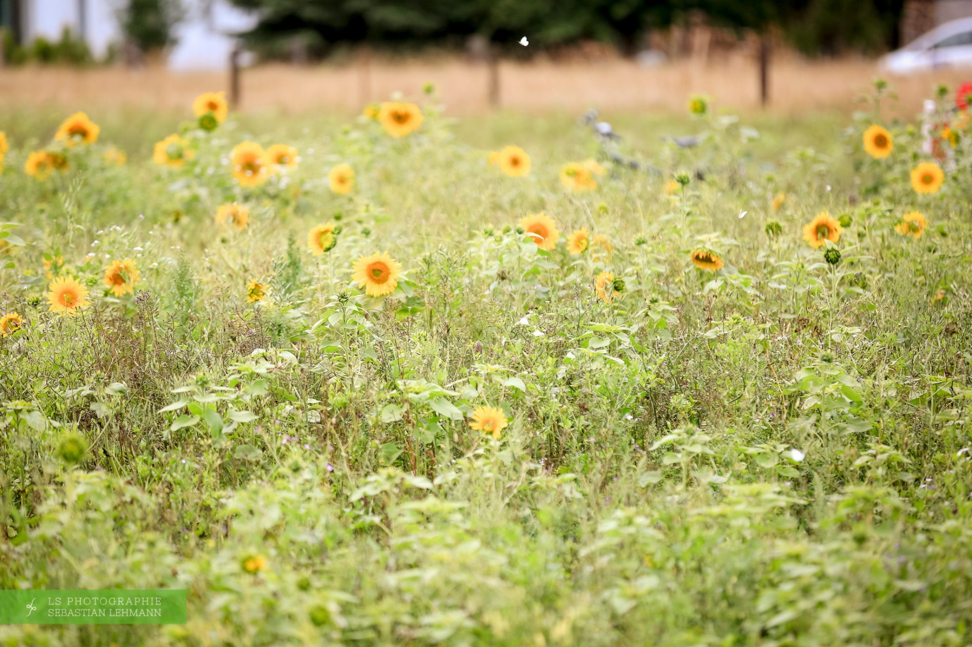 Das beschauliche Wöllnau - Sonnenblumen und Kohlweißlinge
