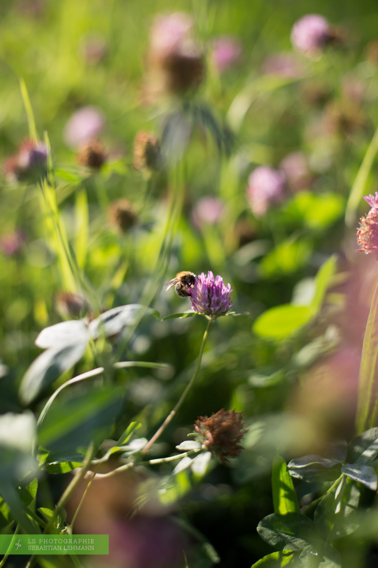 Fotograf Düren - Kleeblüte mit Biene im Siebengebirge