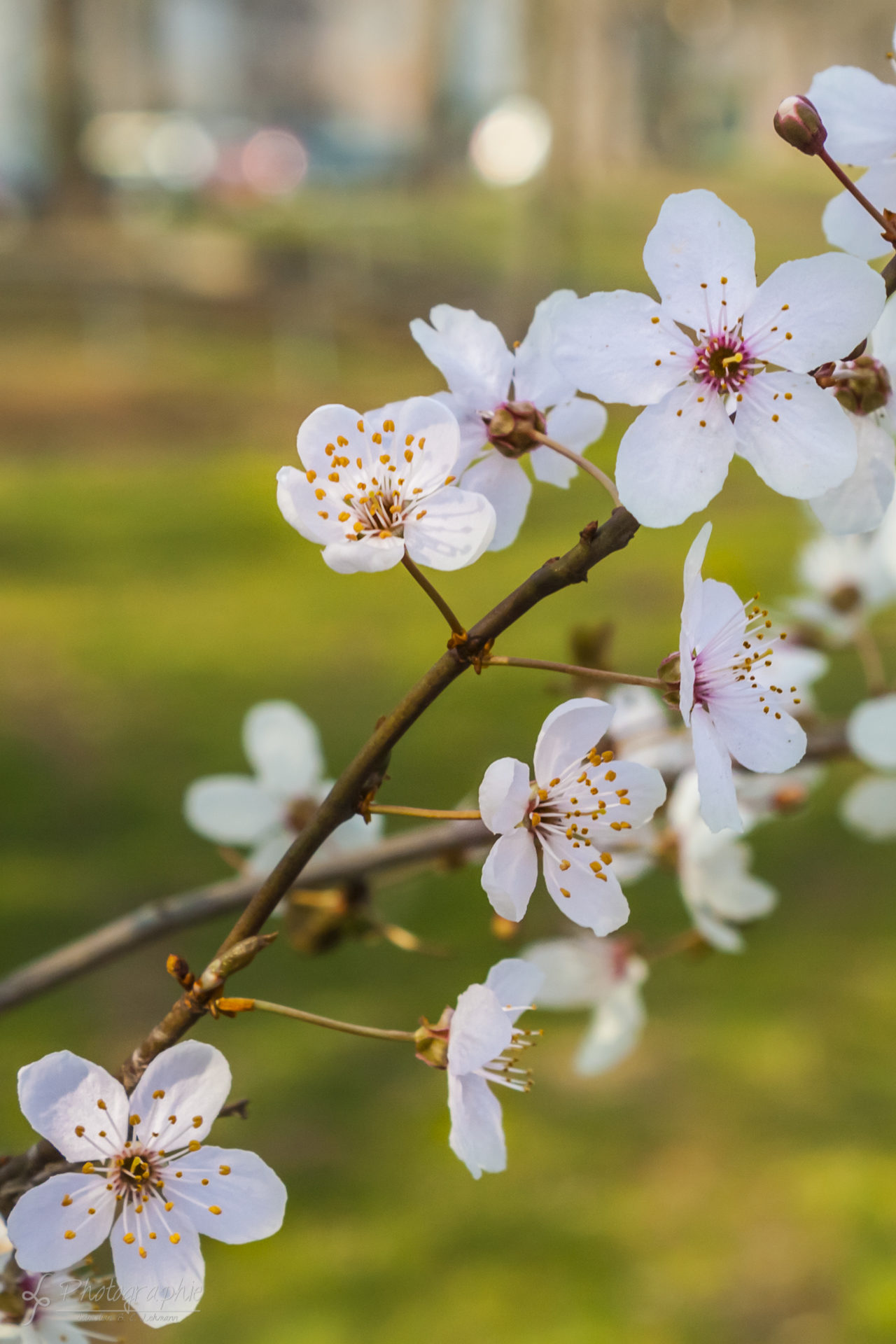 Fotograf Düren Kirschblüte