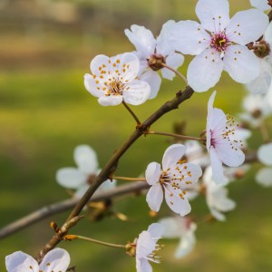 Fotograf Düren Kirschblüte