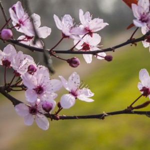 Fotograf Düren Kirschblüte