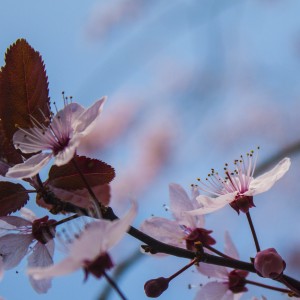 Fotograf Düren Kirschblüte