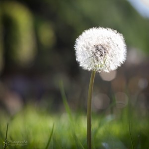 Fotograf Düren Löwenzahn