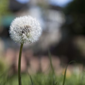 Fotograf Düren Löwenzahn