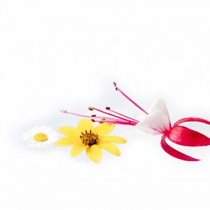 Fotograf Düren Gänseblümchen, Zweizahn und Fuchsie