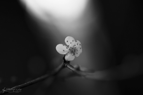 Schwarz Weiß Fotowalk in Düren