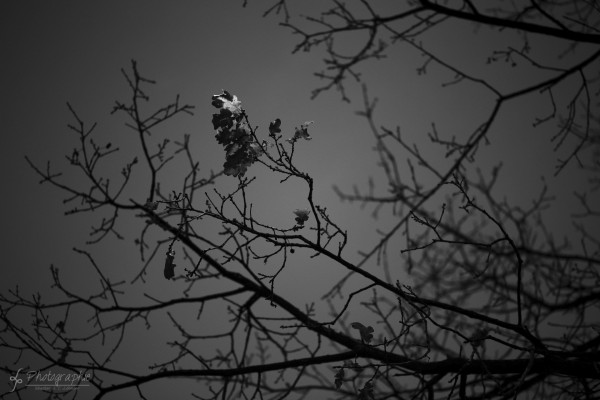 Schwarz Weiß Fotowalk in Düren