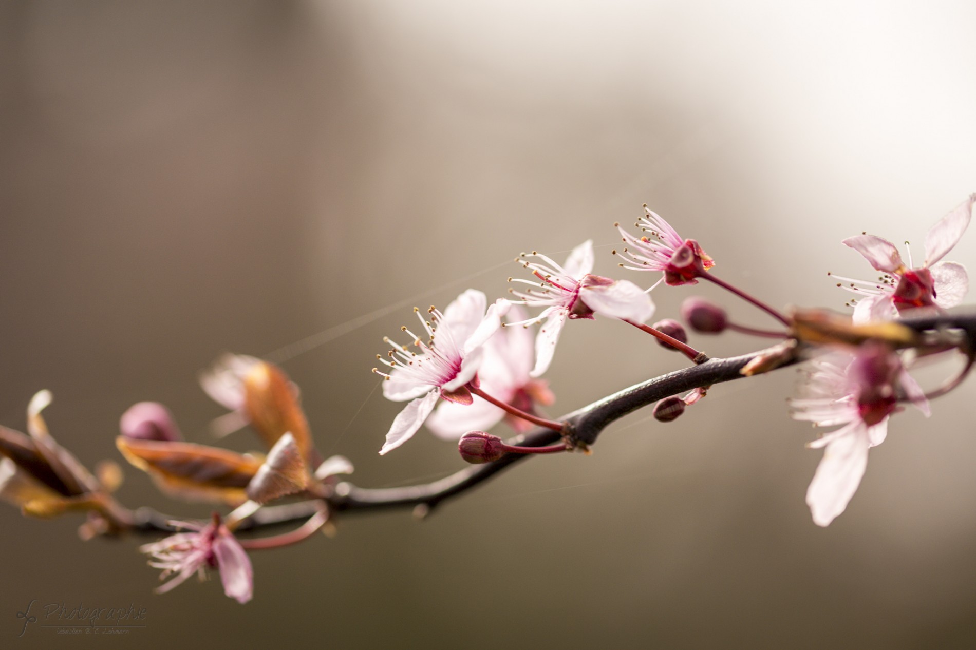 Der Frühling hält Einzug in Königswinter