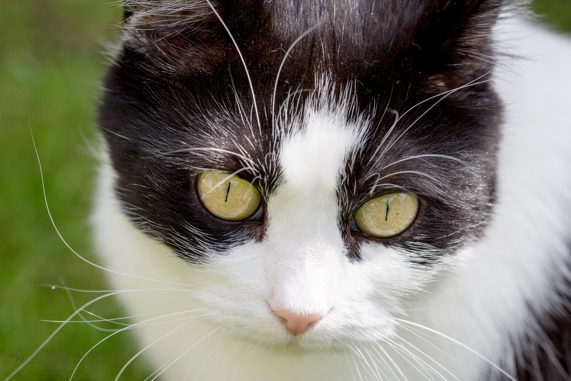 Fotograf-Düren-Katze-Portrait