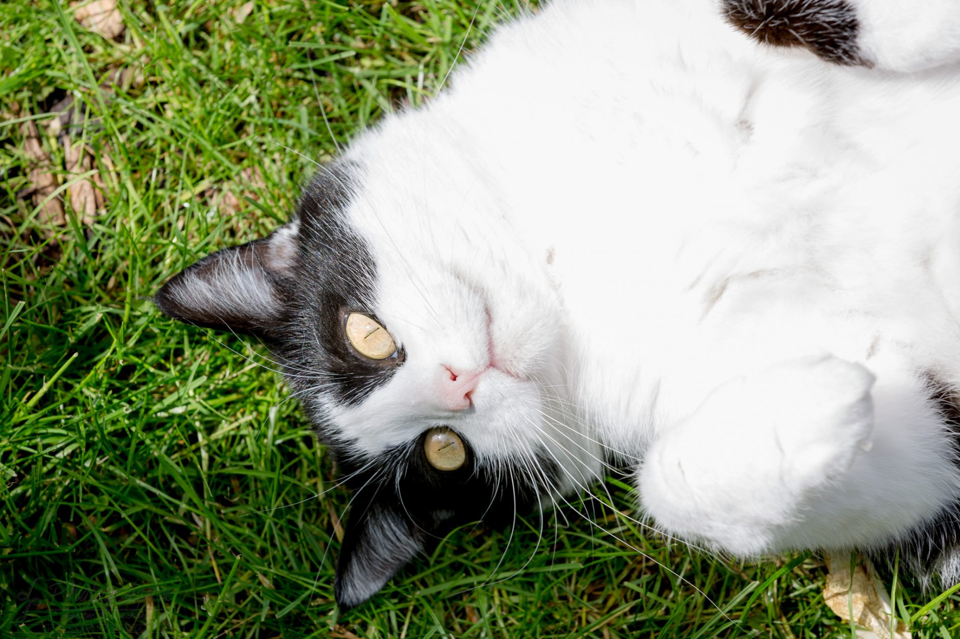 Fotograf-Düren-Katze-Portrait