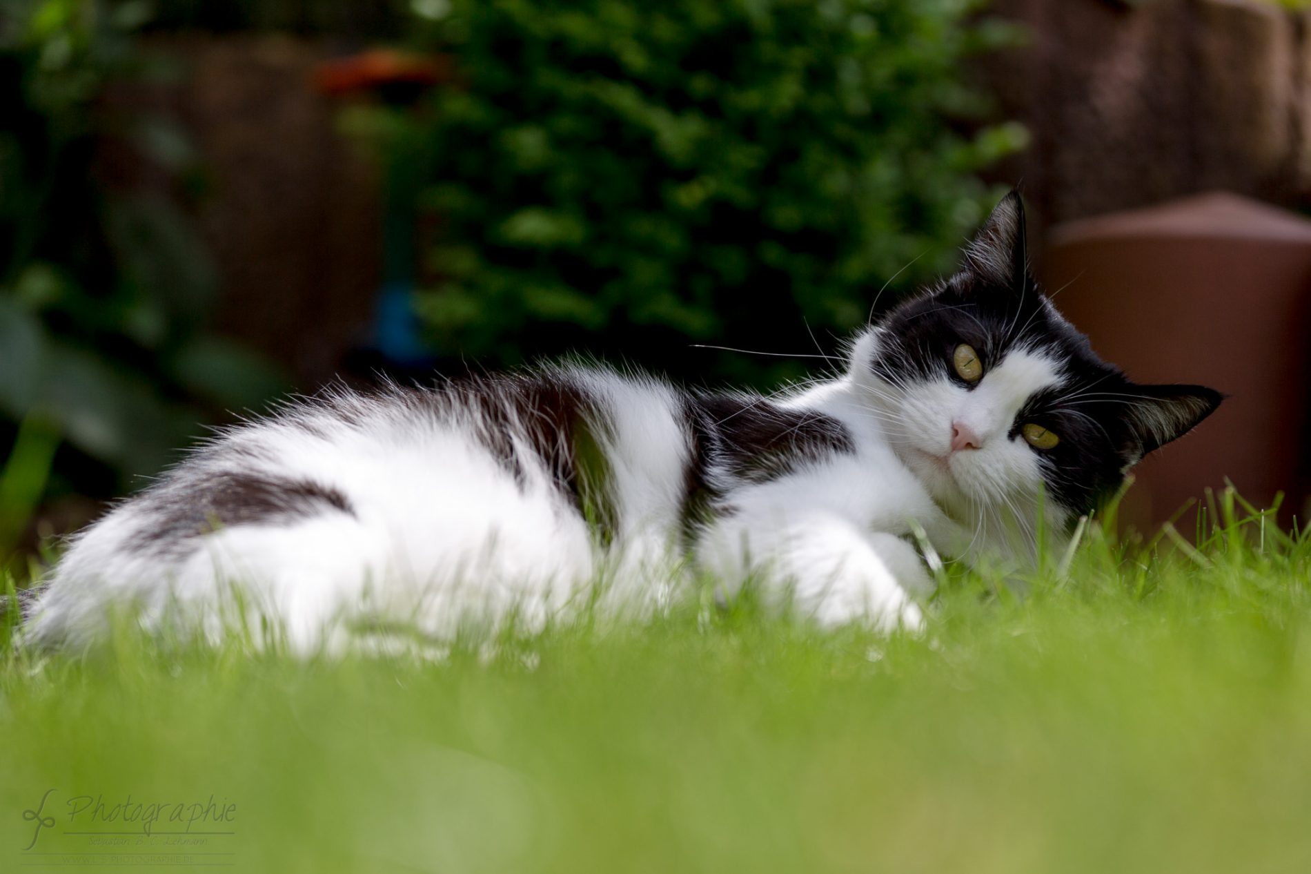 Fotograf-Düren-Katze-Portrait