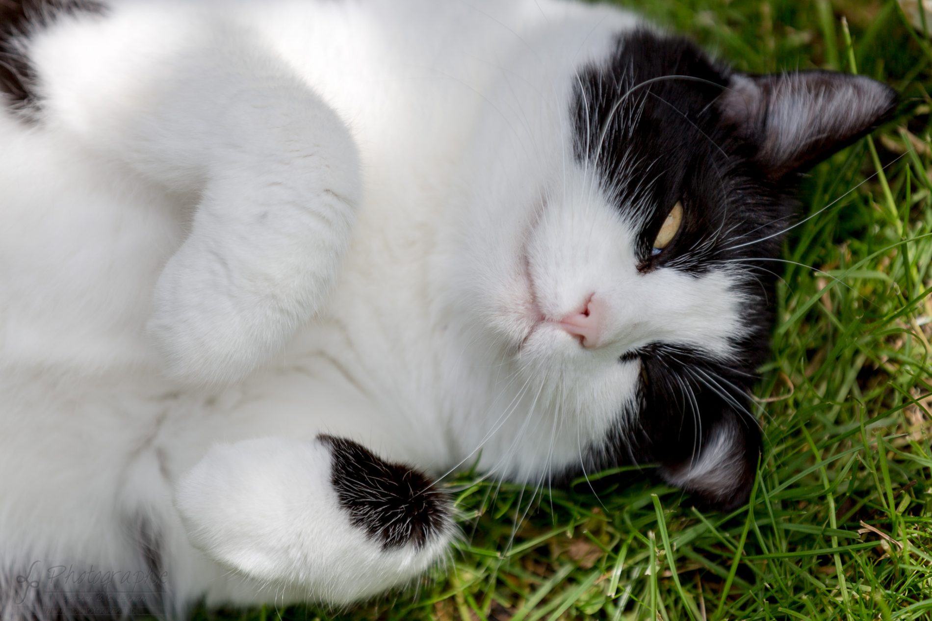 Fotograf-Düren-Katze-Portrait