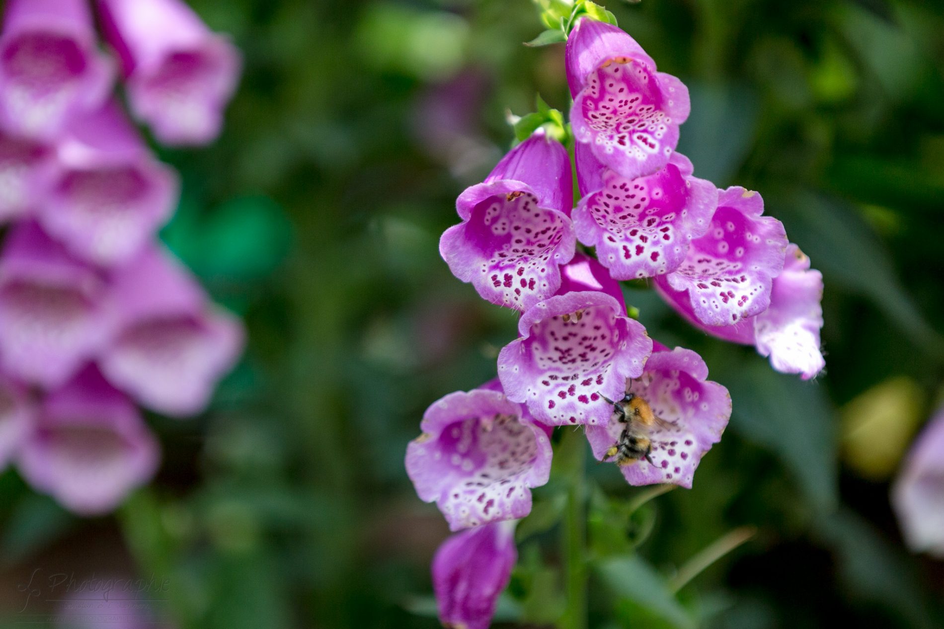 Fotograf-Düren-Biene-Natur-Garten