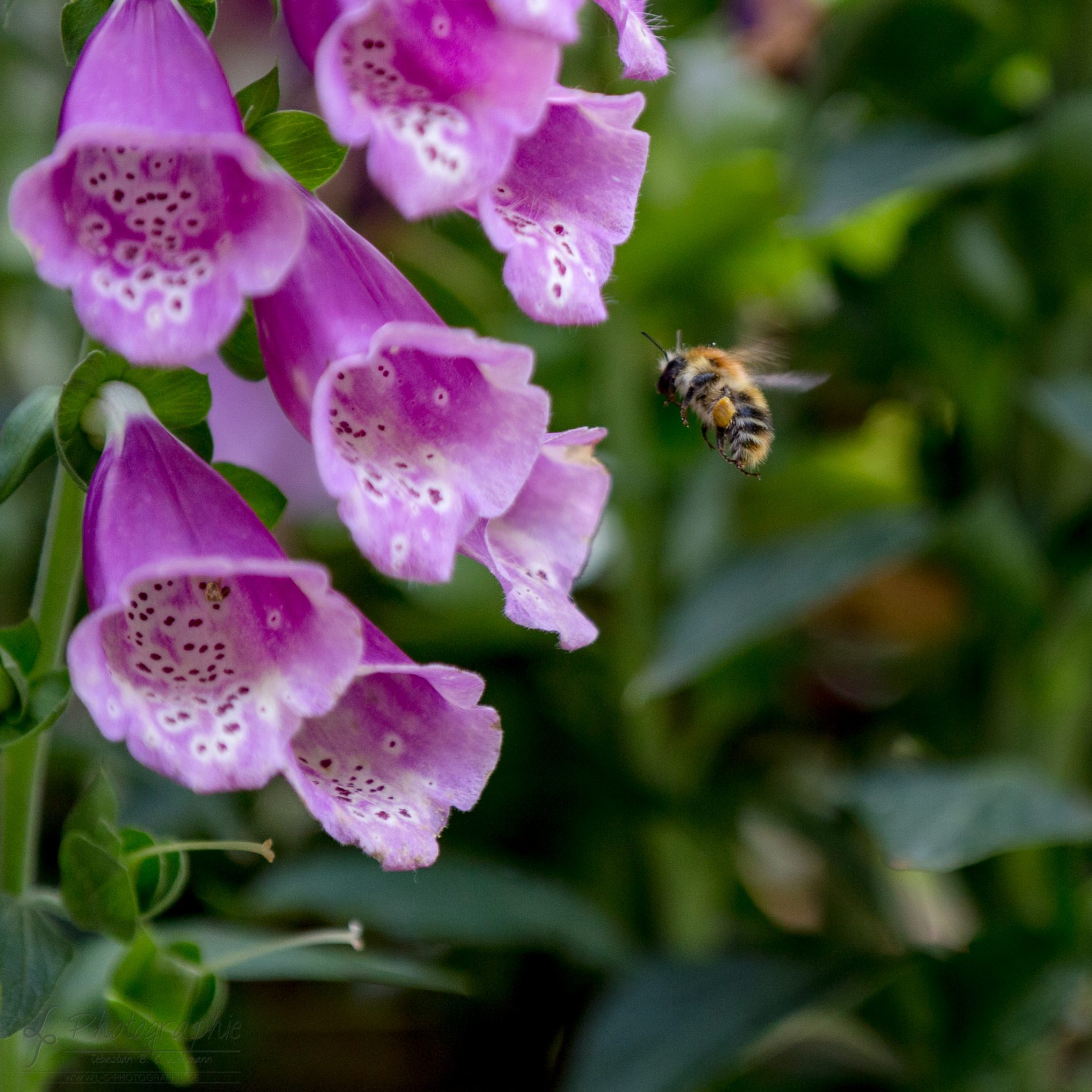 Fotograf-Düren-Biene-Natur-Garten