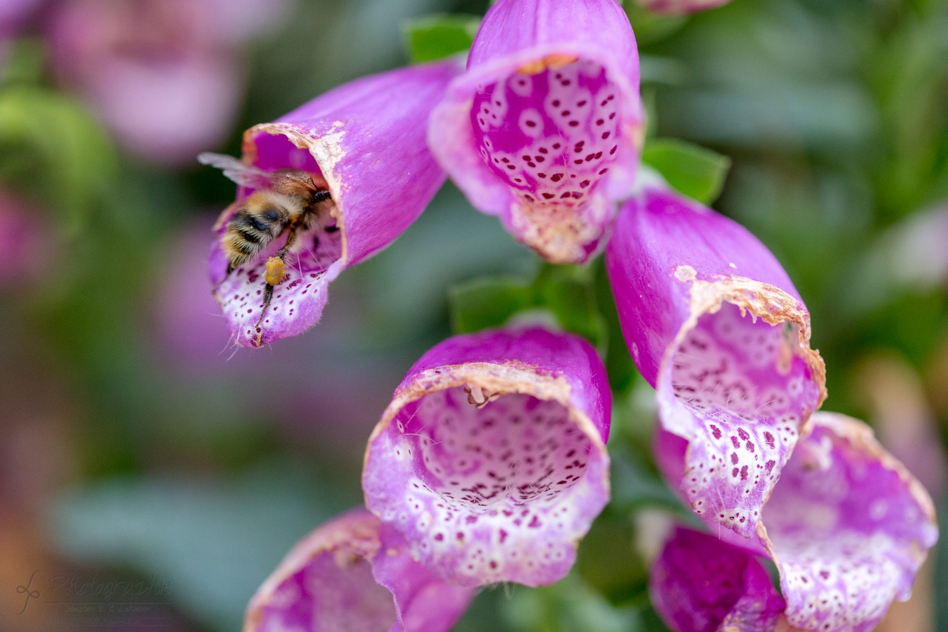 Fotograf-Düren-Biene-Natur-Garten