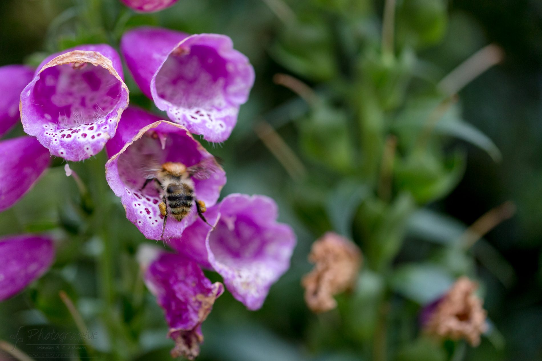 Fotograf-Düren-Biene-Natur-Garten