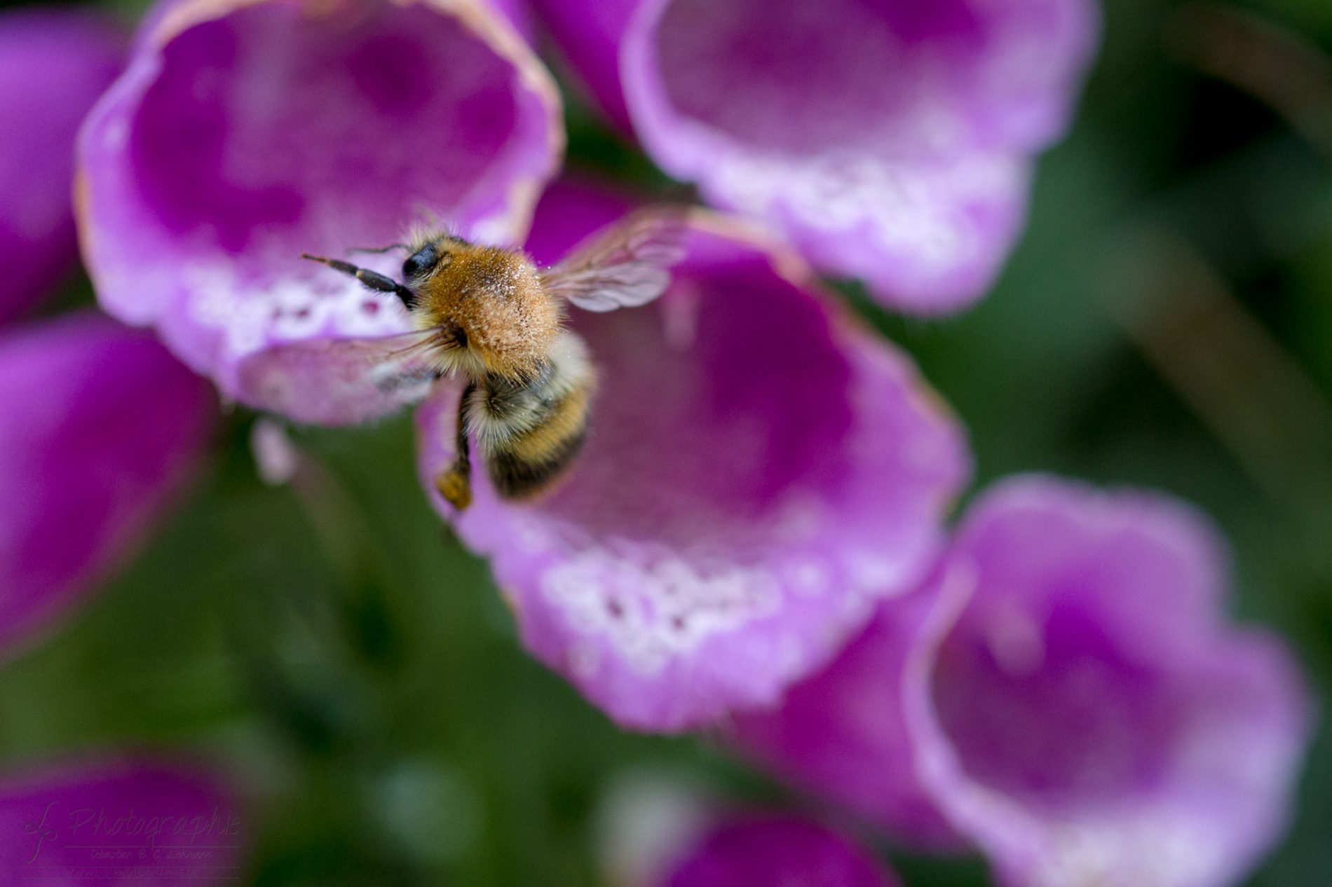 Fotograf-Düren-Biene-Natur-Garten