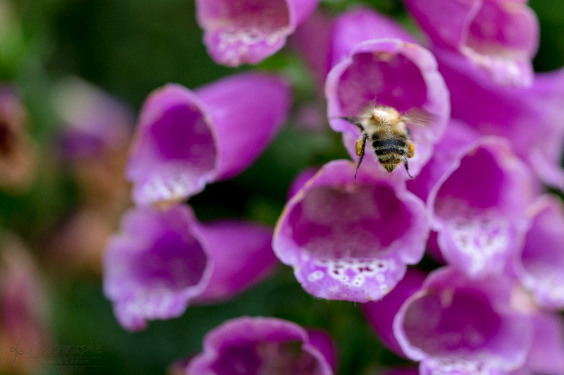 Fotograf-Düren-Biene-Natur-Garten