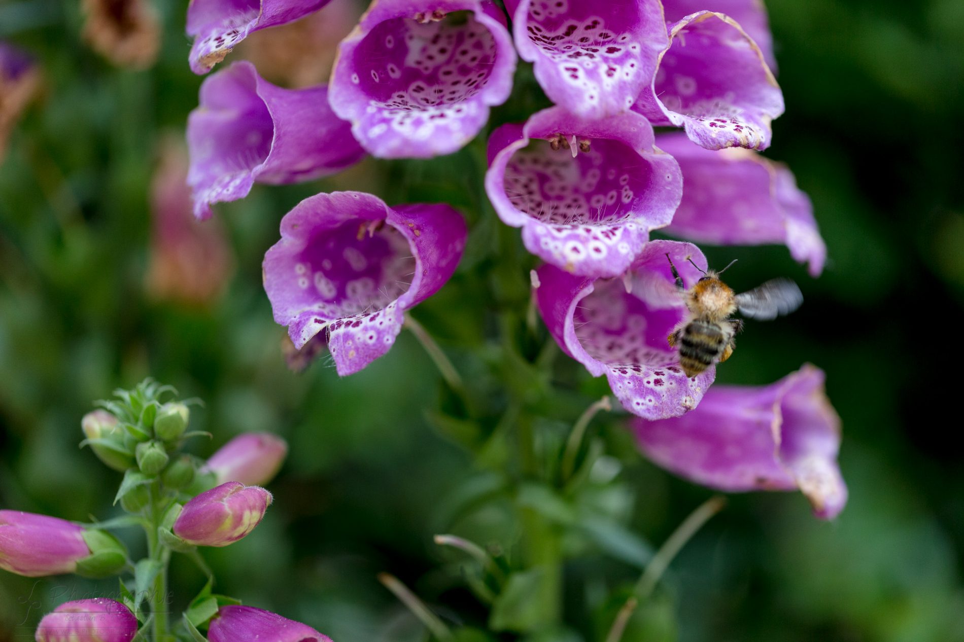 Fotograf-Düren-Biene-Natur-Garten