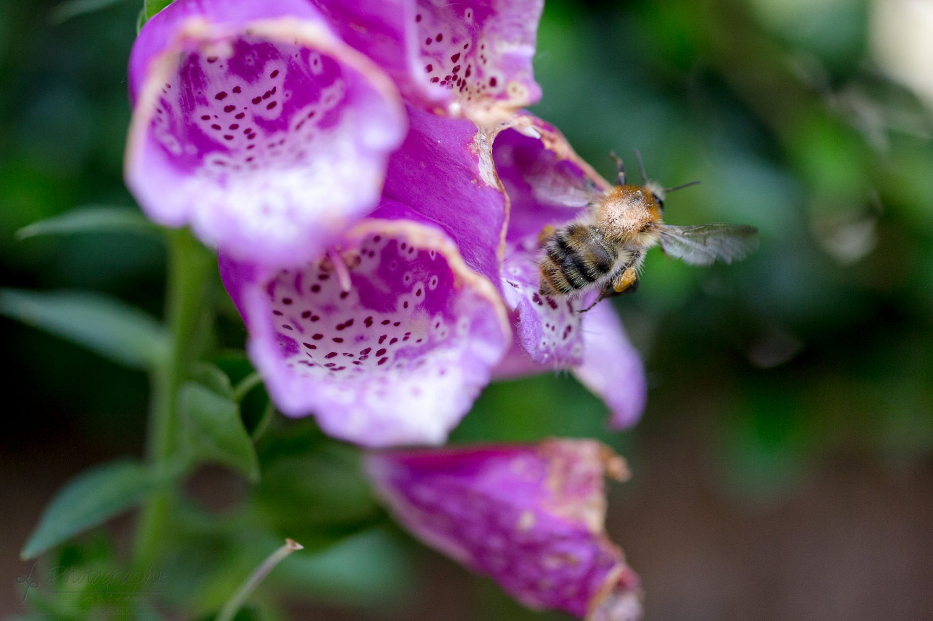 Fotograf-Düren-Biene-Natur-Garten