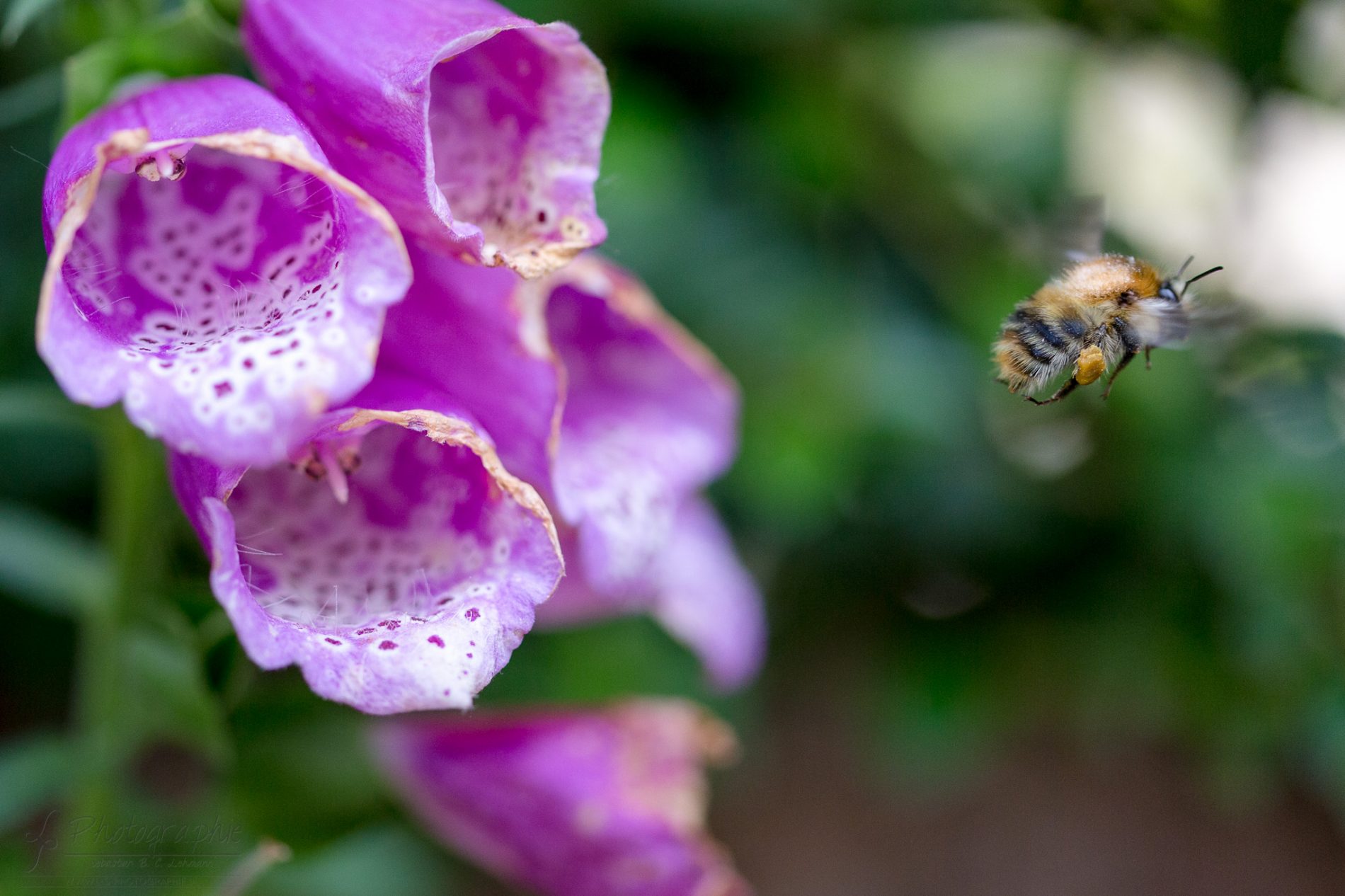 Fotograf-Düren-Biene-Natur-Garten