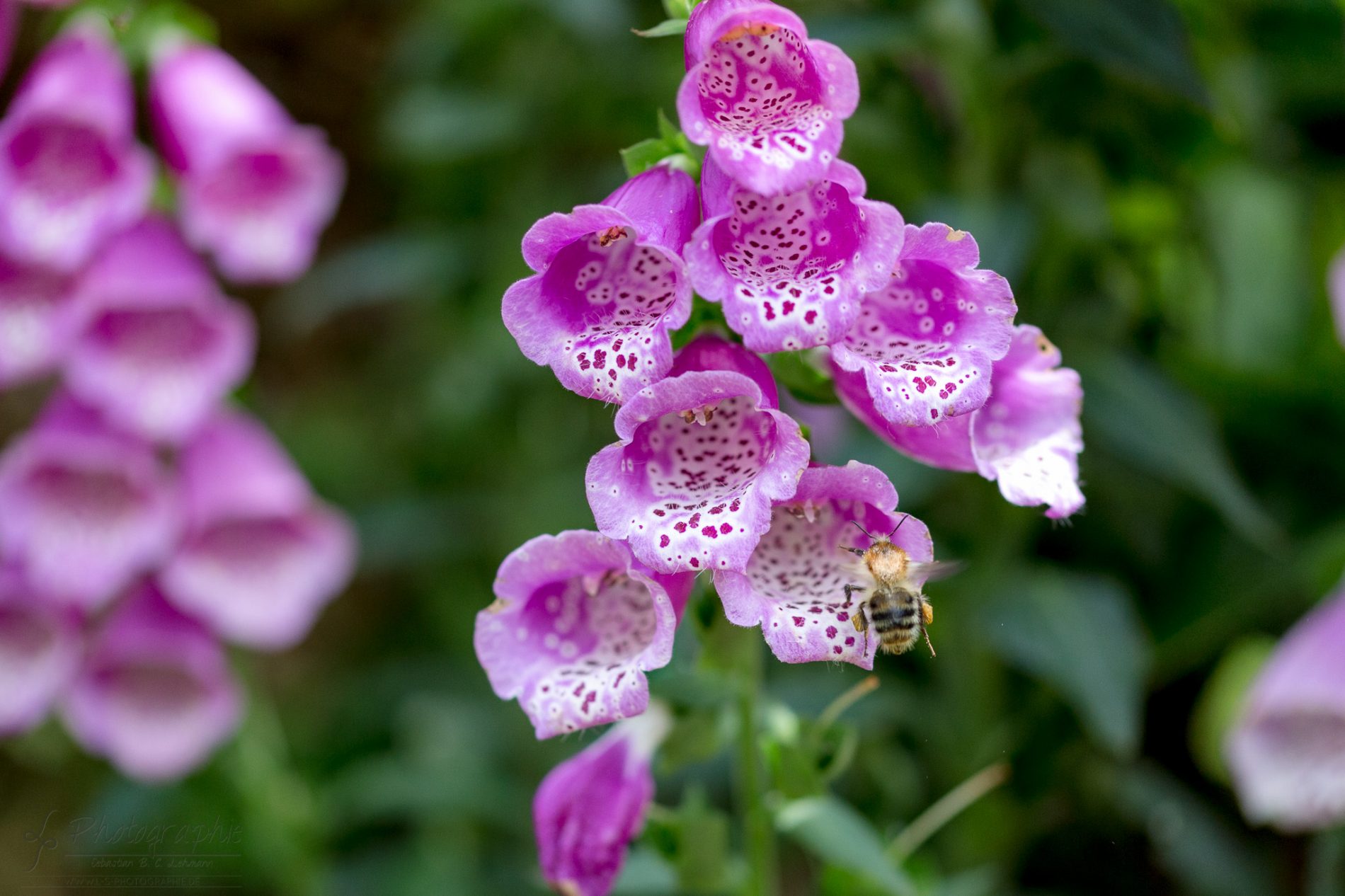 Fotograf-Düren-Biene-Natur-Garten