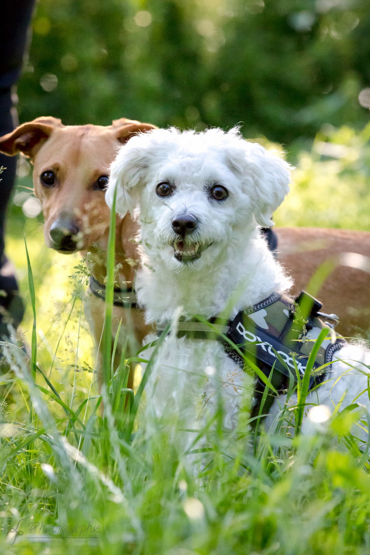 Fotograf-Düren-Hund-Portrait-Tiershooting