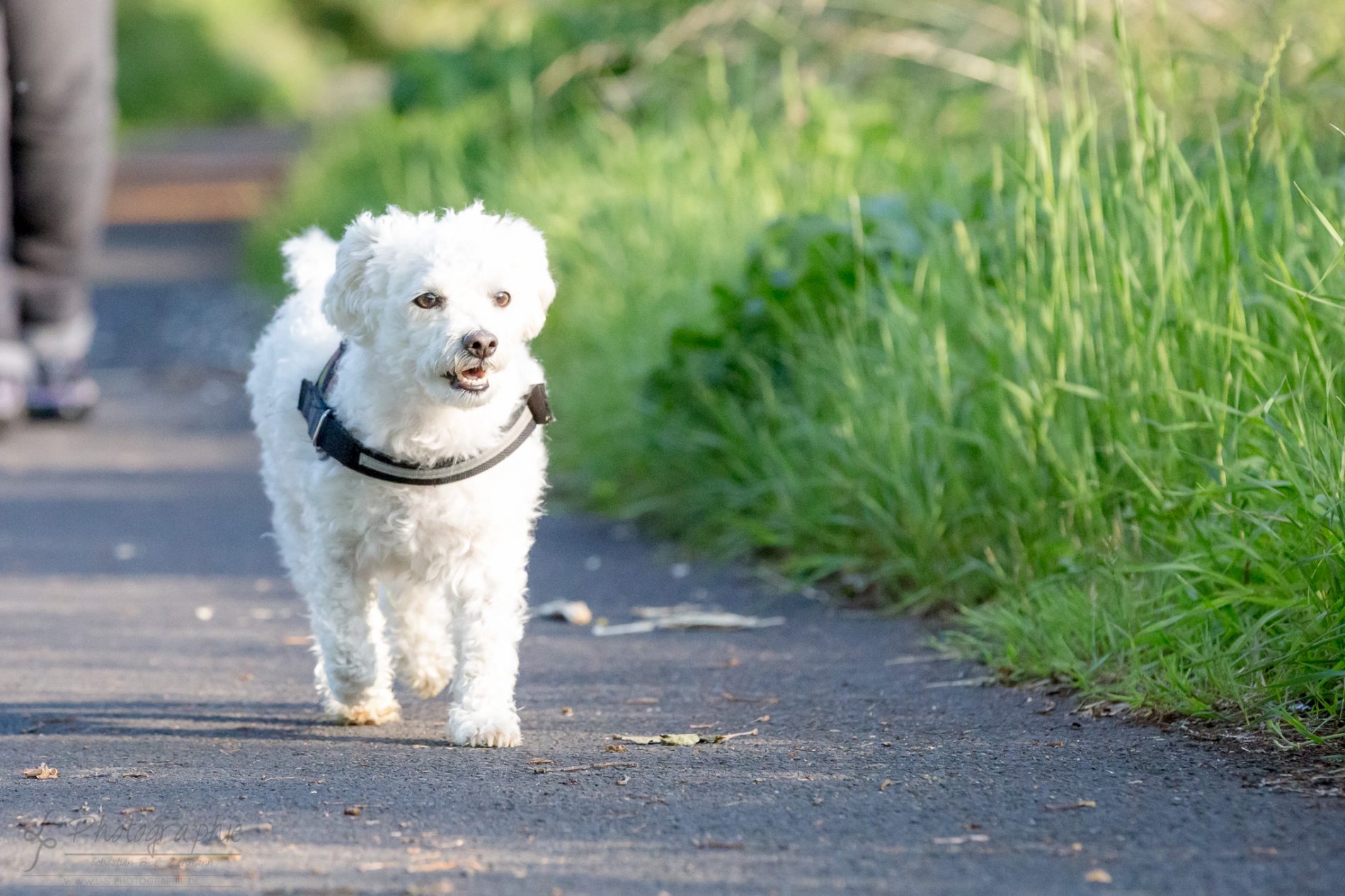 Fotograf-Düren-Hund-Portrait-Tiershooting