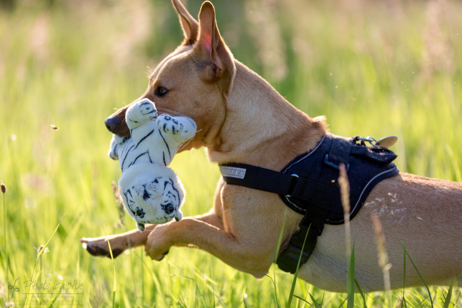 Fotograf-Düren-Hund-Portrait-Tiershooting