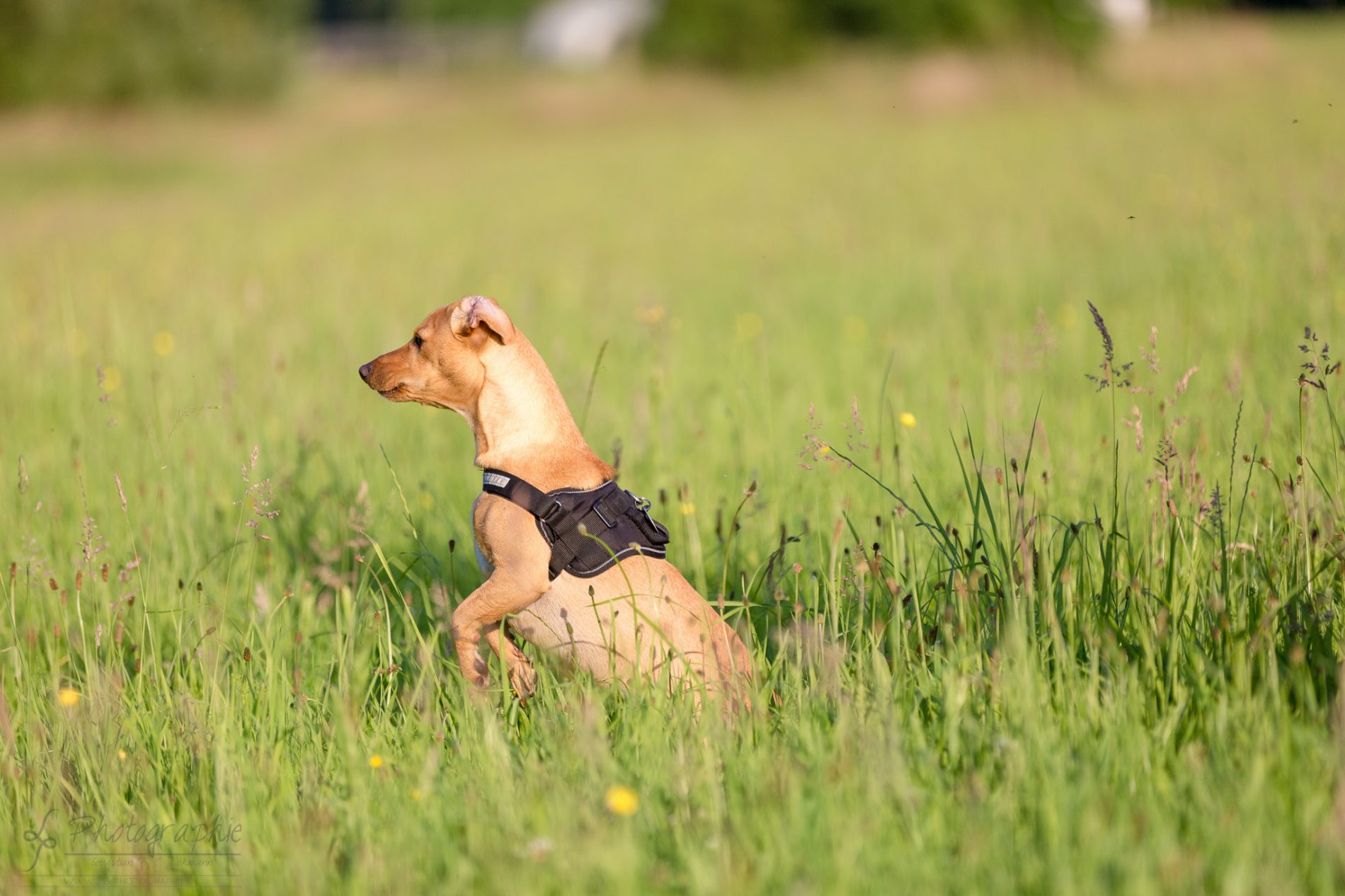 Fotograf-Düren-Hund-Portrait-Tiershooting