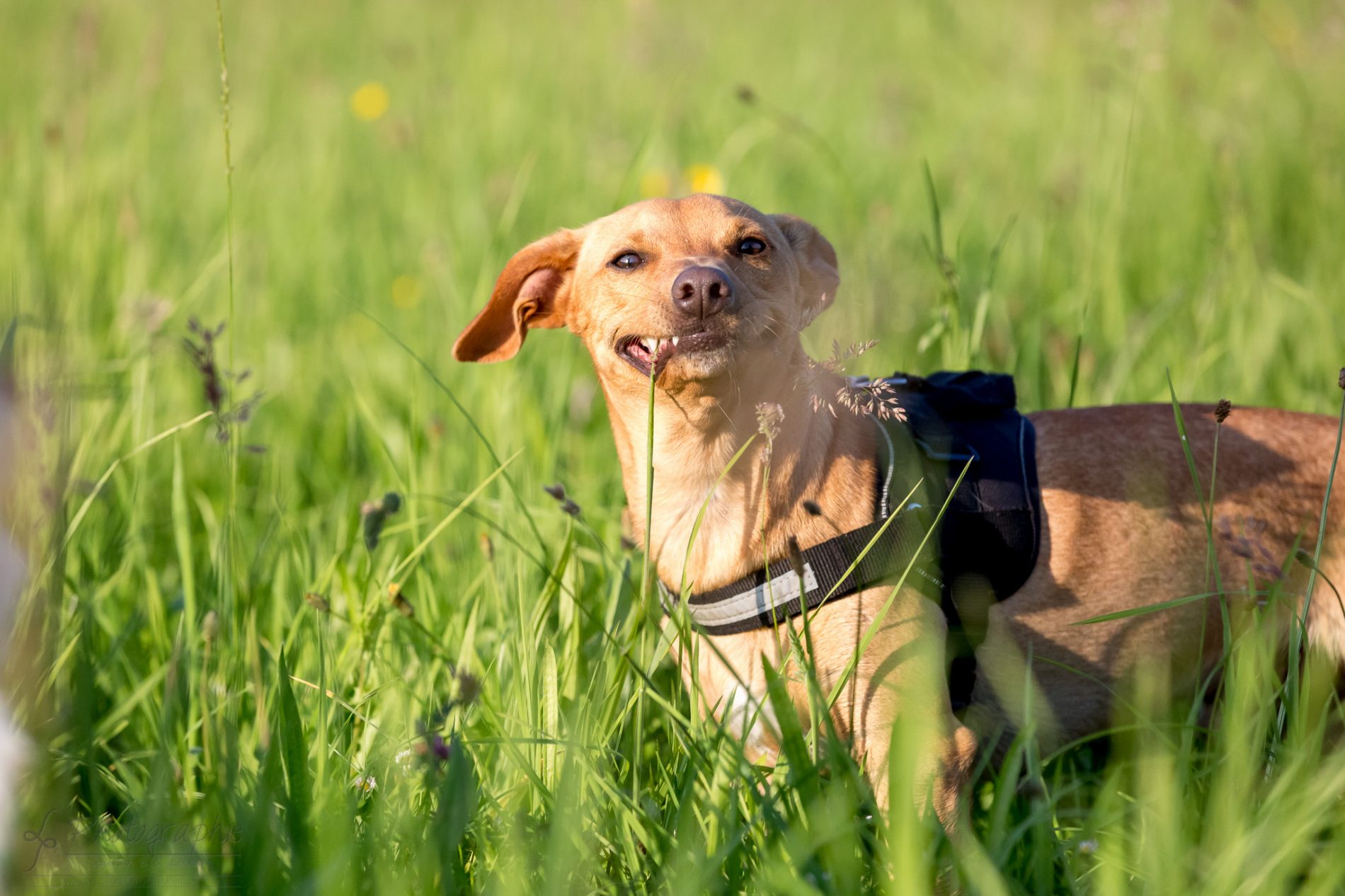Fotograf-Düren-Hund-Portrait-Tiershooting