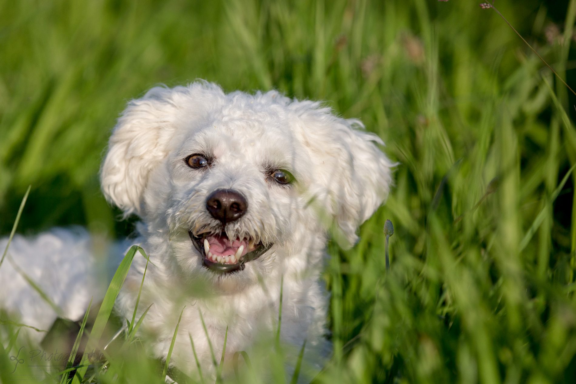 Fotograf-Düren-Hund-Portrait-Tiershooting