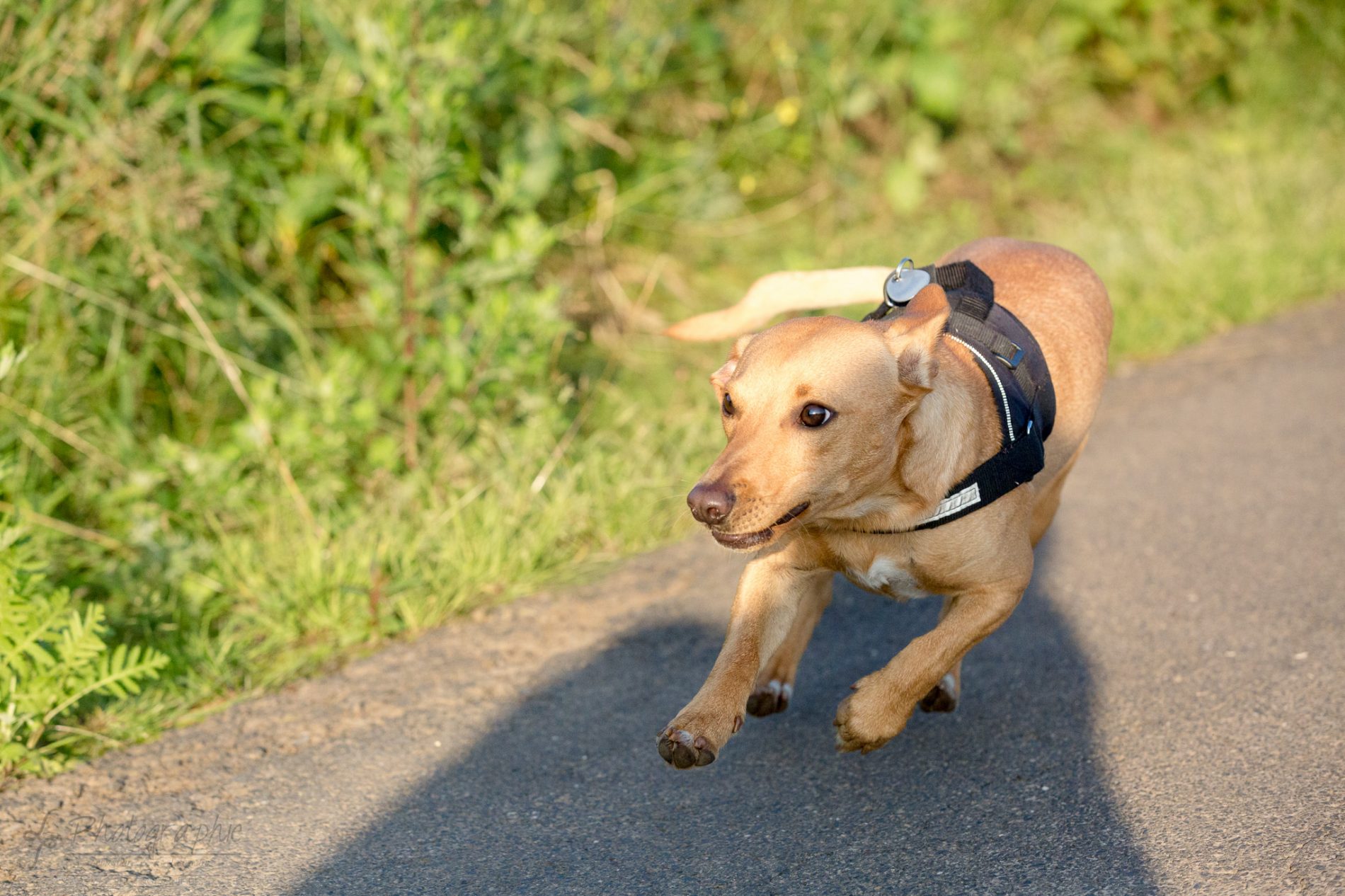 Fotograf-Düren-Hund-Portrait-Tiershooting