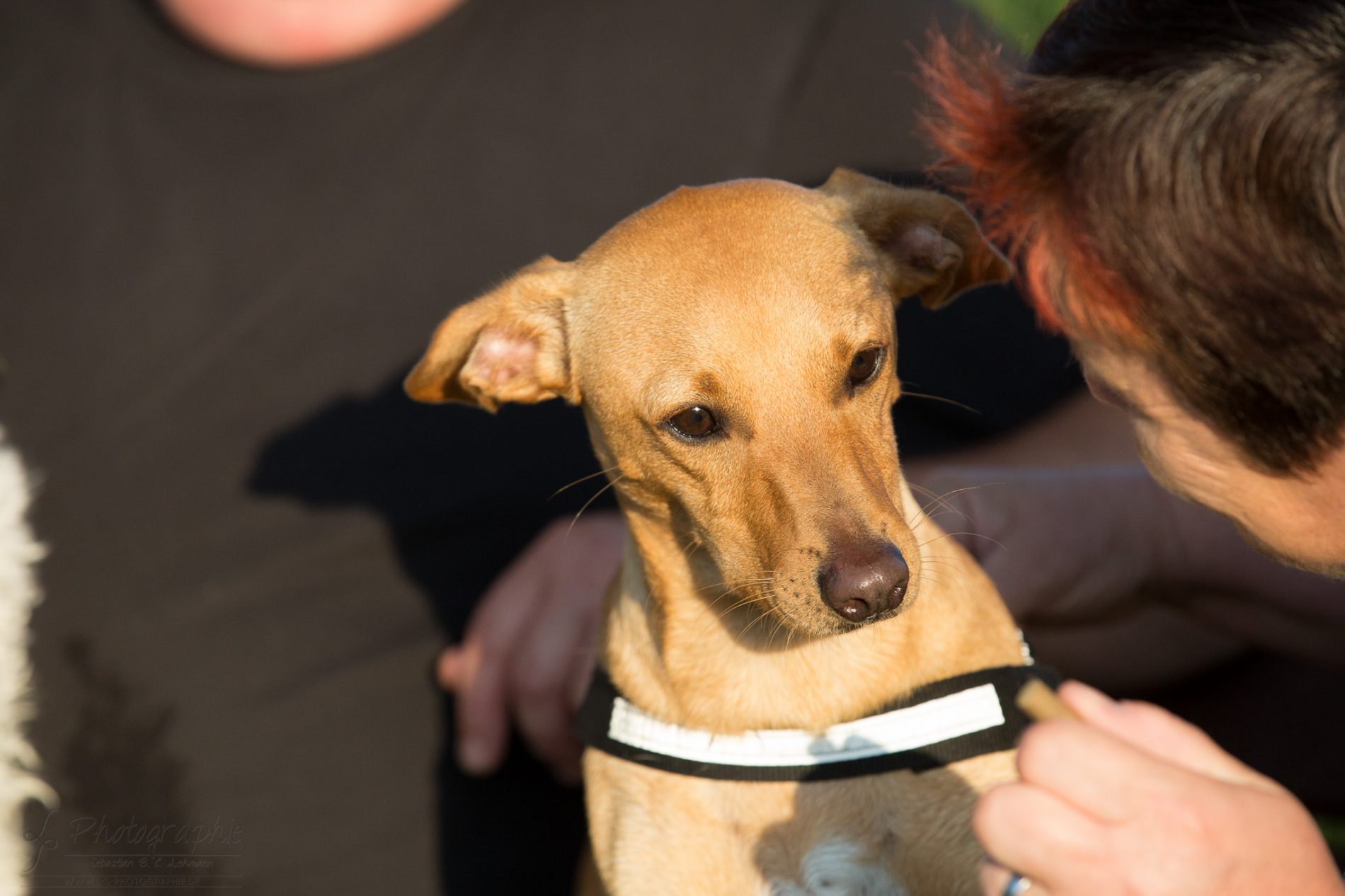 Fotograf-Düren-Hund-Portrait-Tiershooting