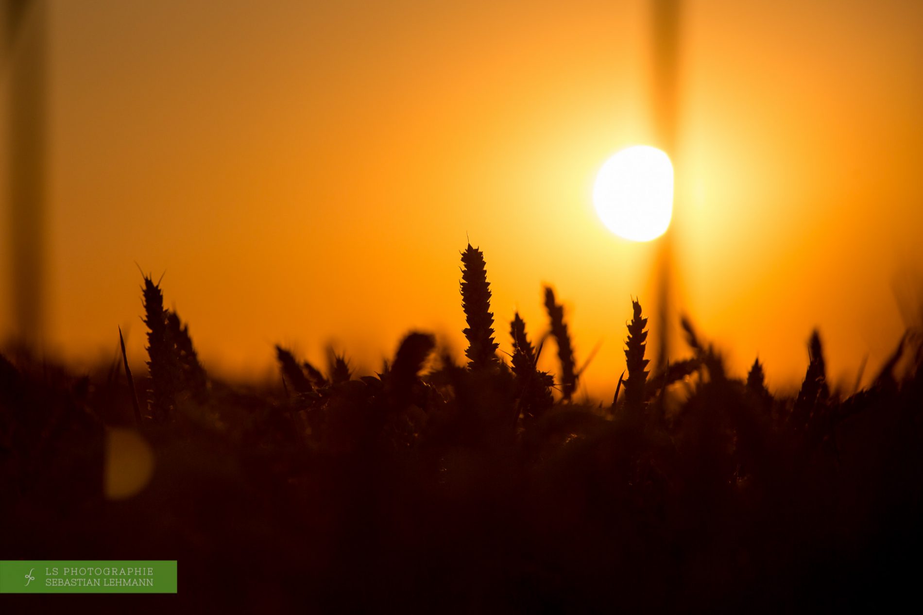 Fotograf Düren - Weizen im Gegenwlicht des Sonnenuntergangs