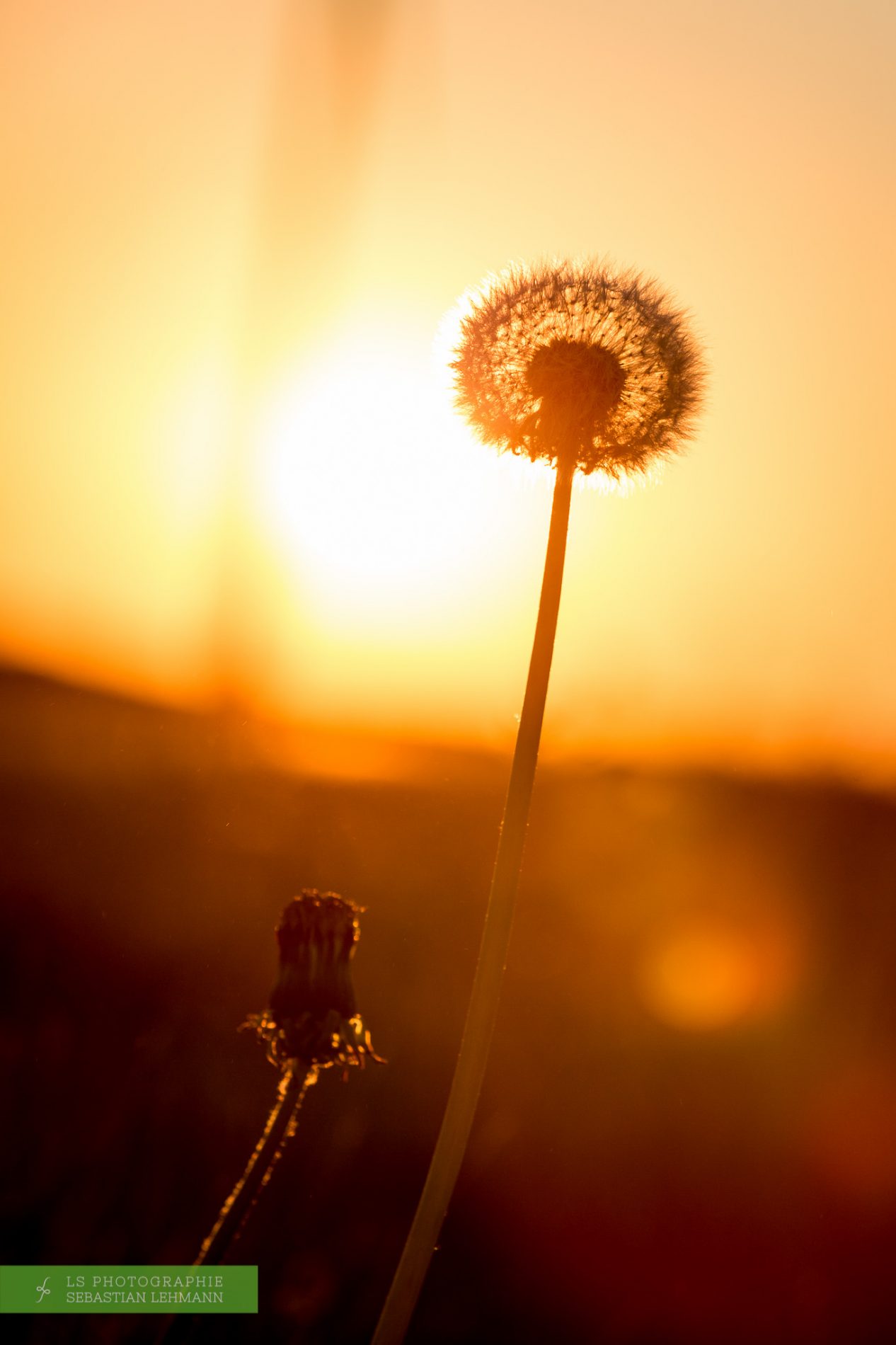 Fotograf Düren - Löwenzahn im Gegenwlicht des Sonnenuntergangs