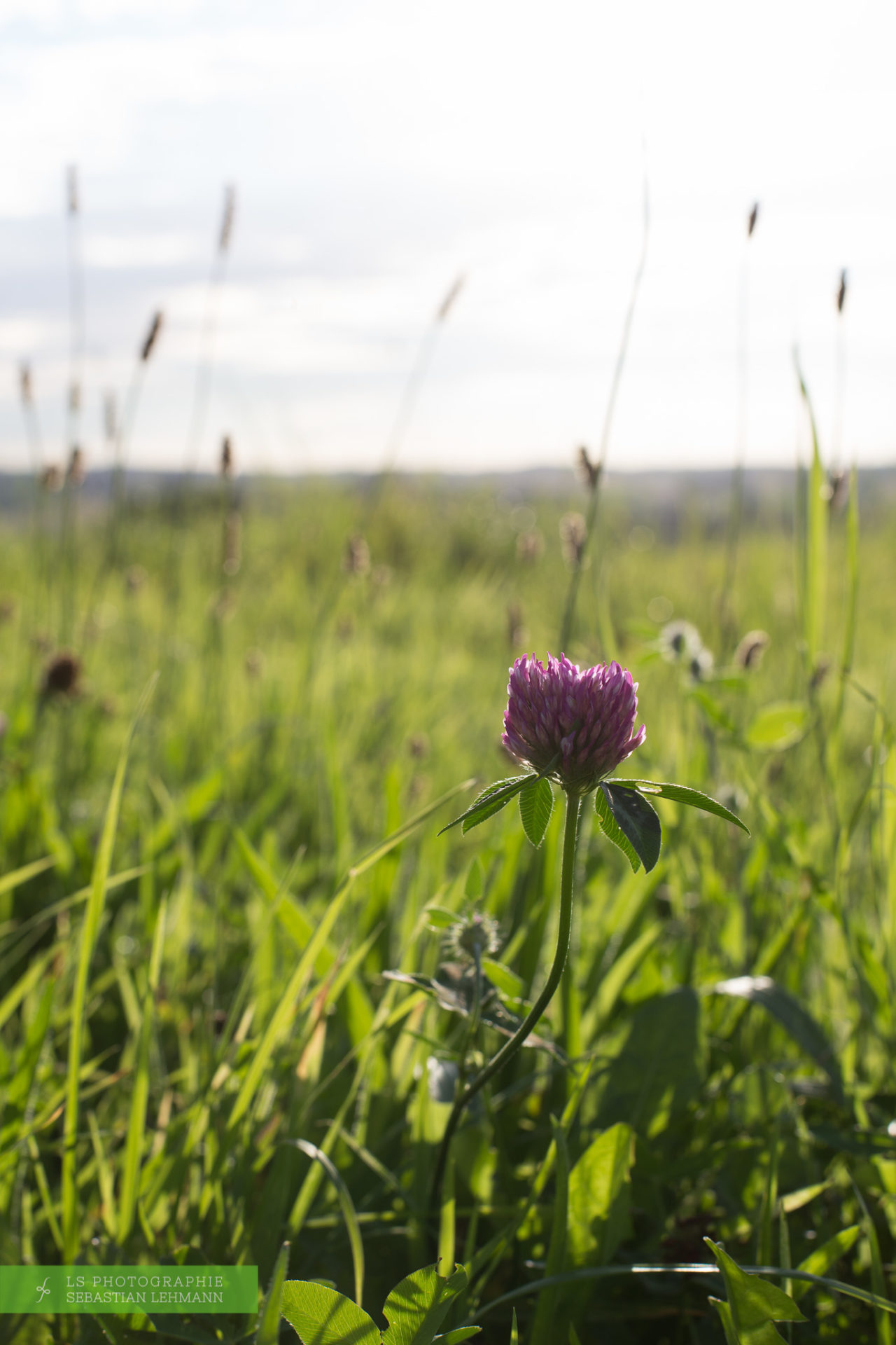 Fotograf Düren - Kleeblüte im Siebengebirge