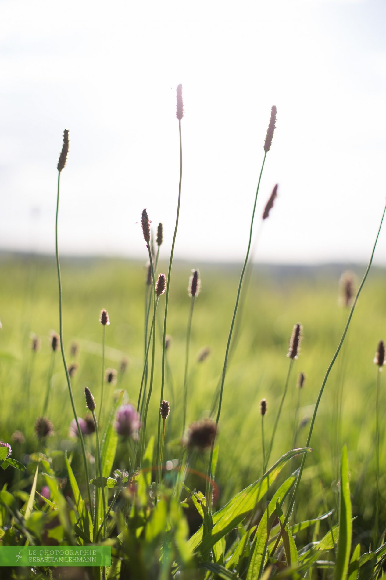 Fotograf Düren - Grashalme im Siebengebirge