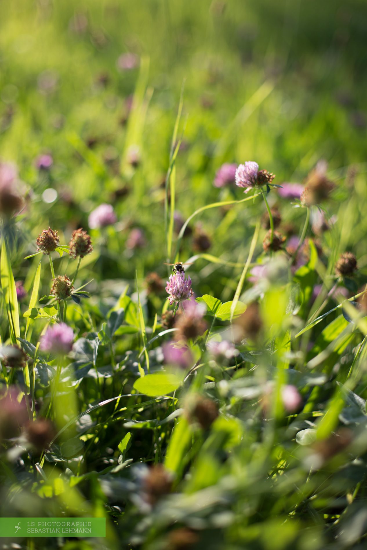 Fotograf Düren - Kleeblüte mit Biene im Siebengebirge