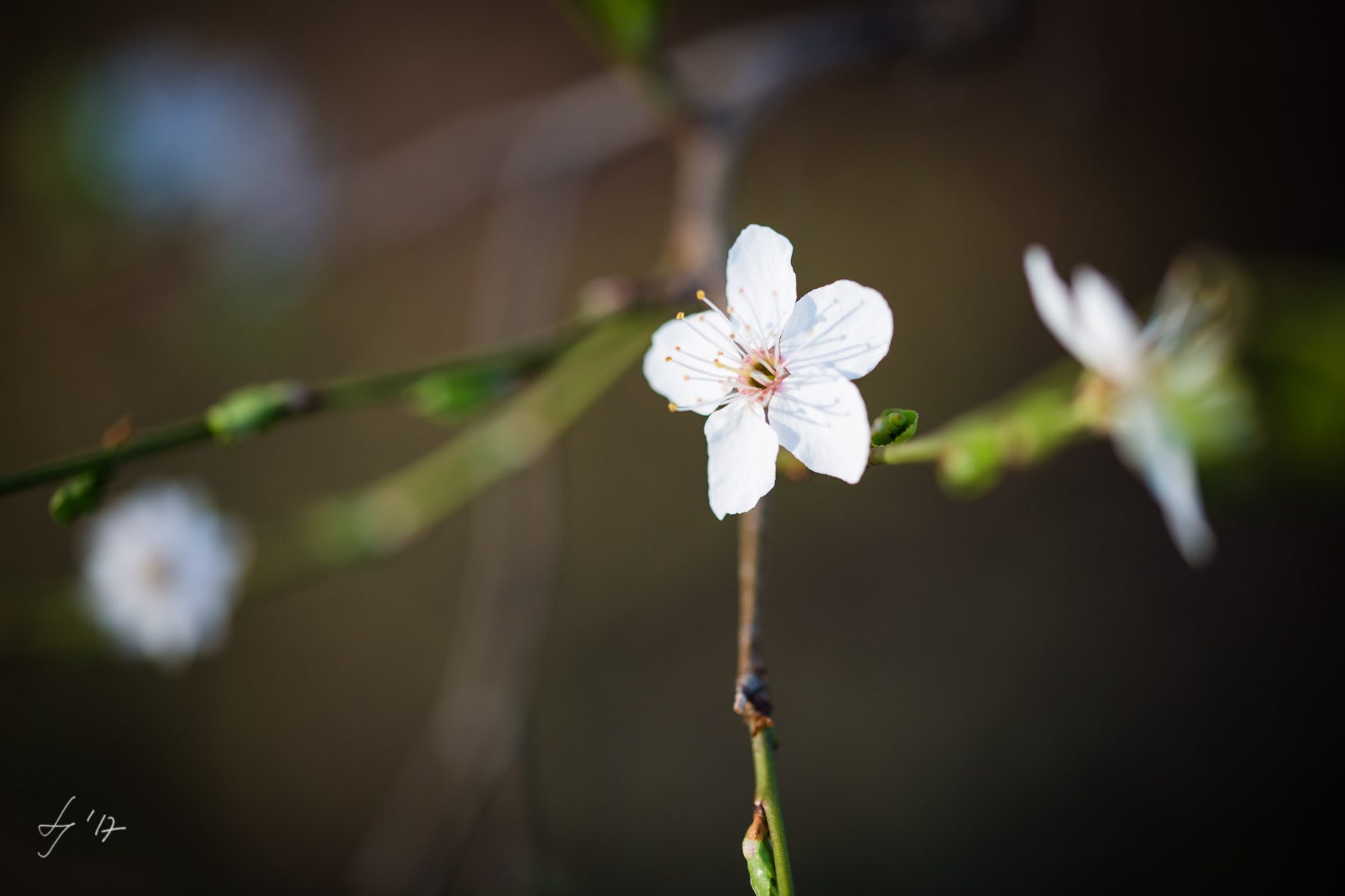 LS-Photographie-Fotograf-Dueren-Lehmann-Kirschblüten-weiß