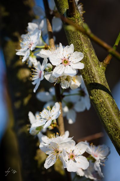 LS-Photographie-Fotograf-Dueren-Lehmann-Kirschblüten-weiß