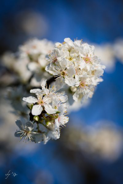 LS-Photographie-Fotograf-Dueren-Lehmann-Kirschblüten-weiß