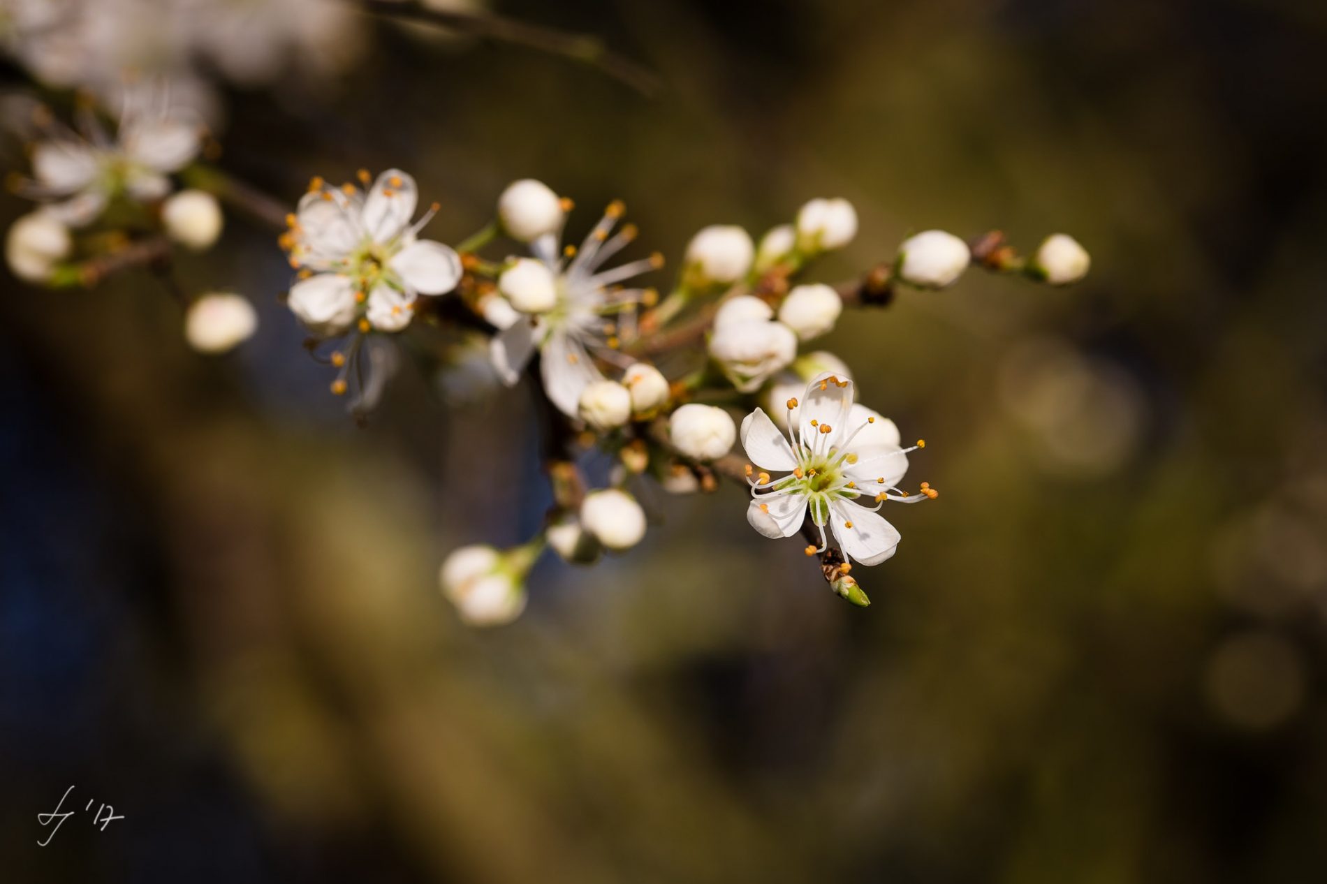 LS-Photographie-Fotograf-Dueren-Lehmann-Kirschblüten-weiß