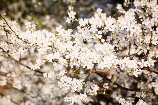 LS-Photographie-Fotograf-Dueren-Lehmann-Kirschblüten-weiß