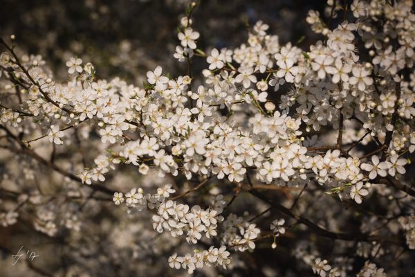 LS-Photographie-Fotograf-Dueren-Lehmann-Kirschblüten-weiß